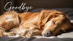 Goodbye Messages to My Dog Who Passed Away